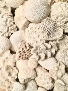 a closeup image of a pile of different kinds of white coral. the coral is arranged in a random pattern, with some pieces overlapping others. the coral is all different shapes and sizes, but they all have a rough, textured surface. the image is lit from the top, so the coral appears to be slightly glowing.