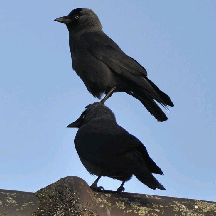 two blackbirds are perched on a roof. the top bird is standing on the head of the bottom bird, and they both look at the sky.