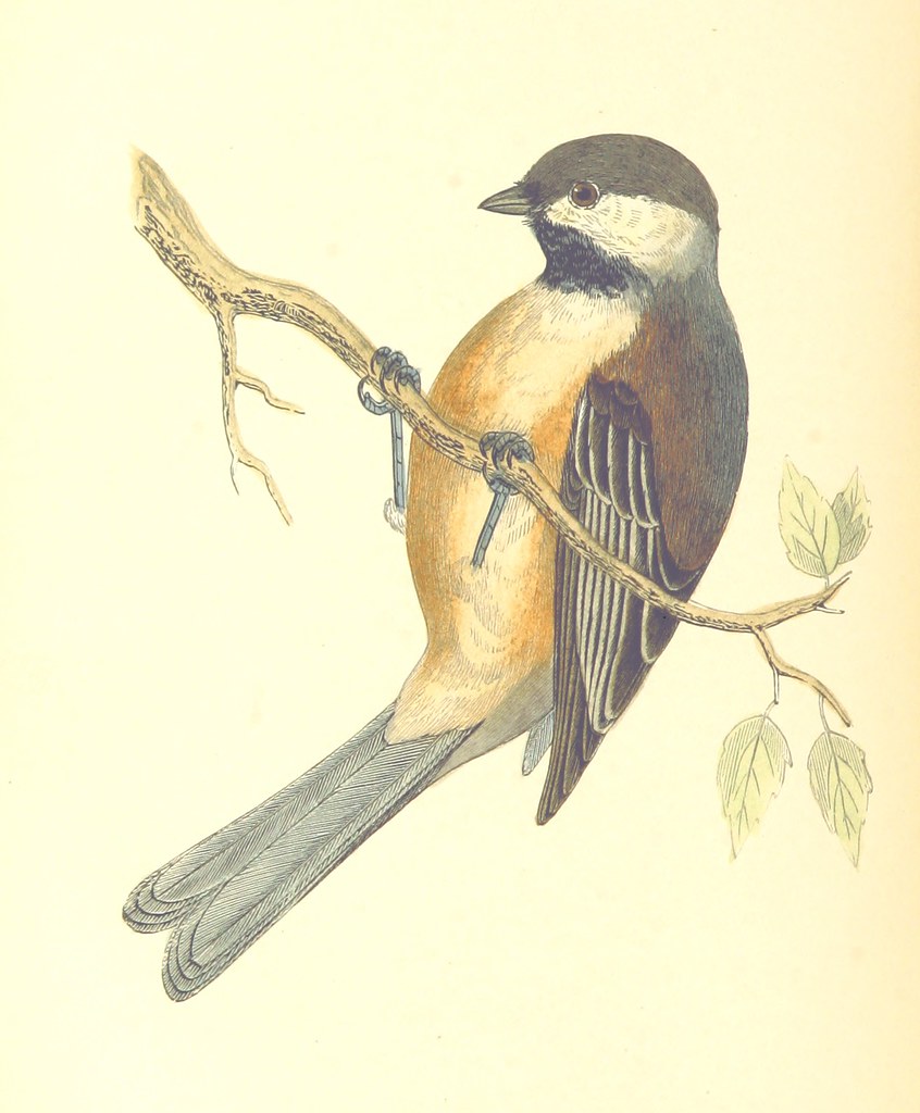 a watercolor illustration of a blackcapped chickadee perched on a tree branch. the bird is facing to the left and has a black head, white cheeks, and a gray back and wings. its underside is pale yellow. the branch is brown and has a few leaves on it. the background is a pale yellow.