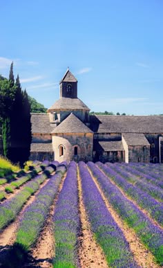 a panoramic view of a lavender field in full bloom in the french countryside. the field stretches out before a stone abbey, creating a beautiful and serene landscape. the purple flowers add a vibrant splash of color to the scene, while the abbey stands as a testament to the region's rich history and culture. the scene is bathed in the warm sunlight of a summer day.