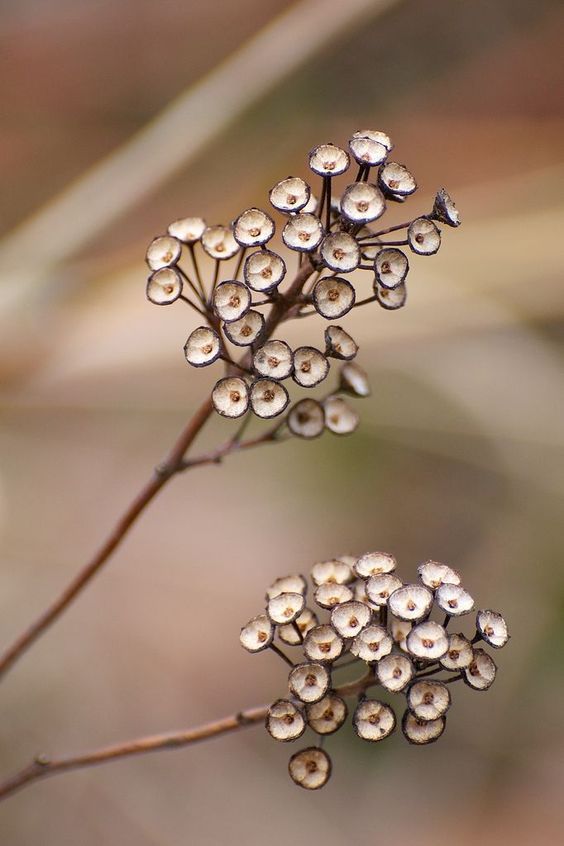 a closeup image shows two clusters of dried seed heads or flowers on a thin brown stem against a blurred beige and brown background. the seed heads are small, round, and have a delicate, hollow appearance.