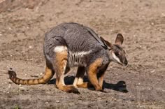 a small joey kangaroo sits on the dirt ground. it has brown fur and is facing to the left. the kangaroo is looking at the camera. the background is blurred.