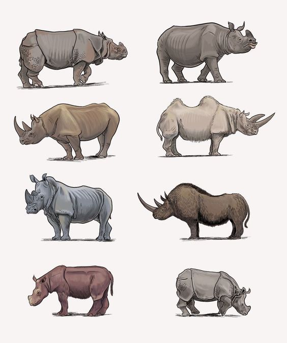 the image shows eight different species of rhinoceros, including extinct species. from top to bottom, left to right: indian rhinoceros, javan rhinoceros, white rhinoceros, black rhinoceros, sumatran rhinoceros, woolly rhinoceros, javan rhinoceros calf, black rhinoceros calf. they are all shown in profile standing on a white background.