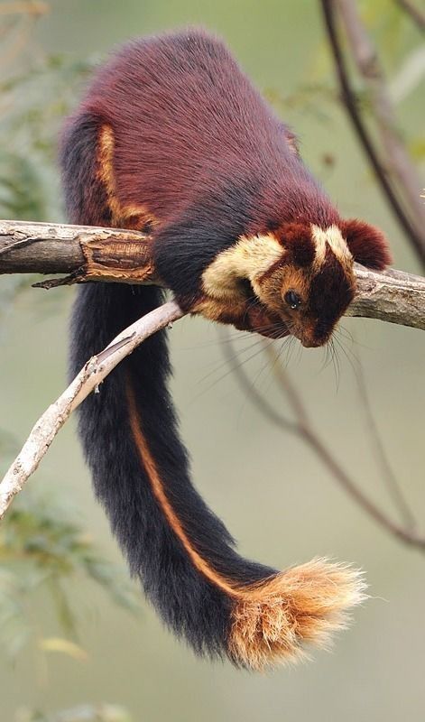 a malabar giant squirrel is perched upside down on a tree branch. the squirrel has a dark brown back and black sides. its face and underside are tan with brown markings. the squirrel's long tail is black with a tan stripe down the middle and a tan tip. the squirrel is looking down. the background is blurred green foliage.