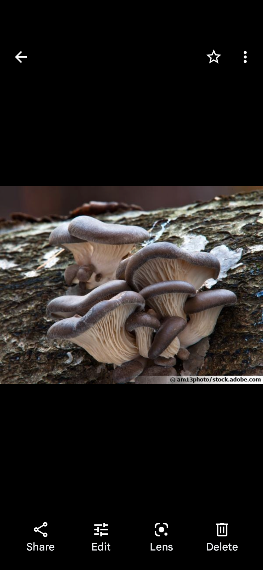 a closeup image of a cluster of oyster mushrooms growing on a tree trunk in a forest. the mushrooms are a light brown color and have a delicate, fanlike shape. the bark of the tree is rough and dark, providing a contrasting background for the mushrooms.