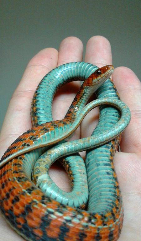 a closeup image of a redbellied snake being held in a person's hand. the snake's scales are very vibrant, with a mixture of red, green, and blue.