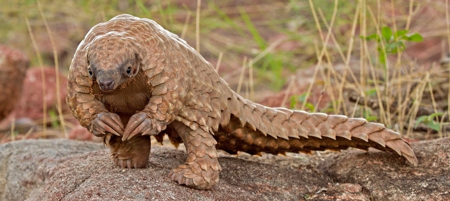 a ground pangolin stands on a rock, facing the viewer. the pangolin's scales are a dusty brown color, and it has small eyes and a pointed snout. the background is blurred and shows green grass and brown dirt.