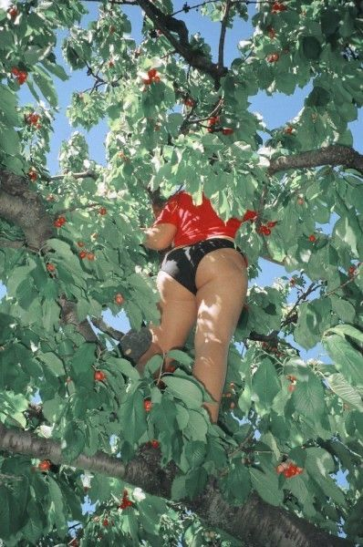 a woman wearing a red shirt and black shorts climbs a cherry tree filled with cherries and leaves. she is partially obscured by the dense foliage. the tree branches are visible, and some cherries can be seen among the leaves.