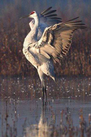 a sandhill crane stands in shallow water with its wings partially extended, showcasing its feathers. the bird's red head is visible, and its reflection can be seen in the water. the surrounding environment appears to be a wetland or marsh.