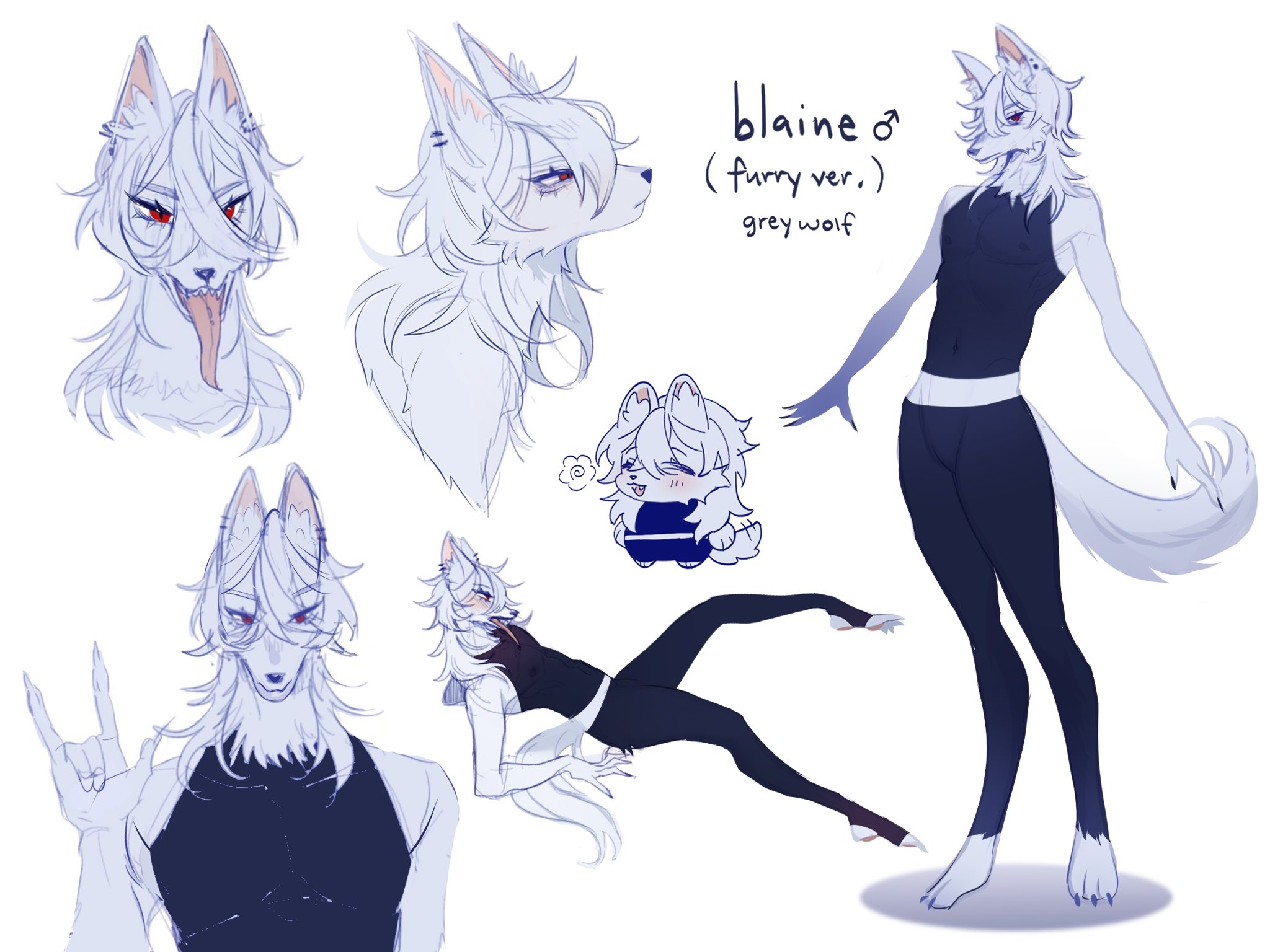 this is a digital artwork of a furry character design reference sheet. the character is a male grey wolf with white fur. the sheet features different poses and expressions of the character. there are also some notes about the character's design. the artwork is drawn in a cartoon style.