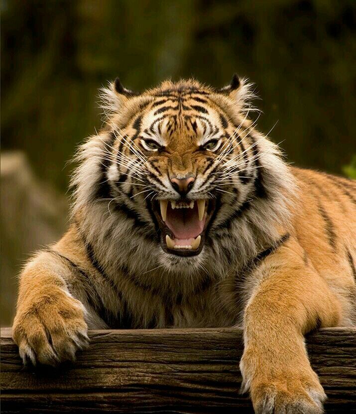 a closeup portrait of a tiger, a large, powerful wild cat, with its mouth open in a fierce growl, revealing its sharp teeth and fangs. its stripes are clearly visible and its eyes are focused intently. the image is a stunning example of the raw power and beauty of nature.