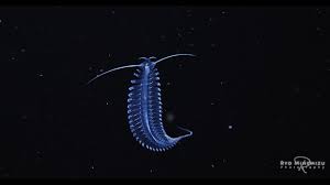 the image showcases a bioluminescent creature, likely a type of marine worm, gracefully gliding through the dark depths of the ocean. its elongated, translucent body, illuminated by an ethereal blue glow, stands out against the pitchblack backdrop, hinting at the wonders hidden within our planet's oceans.