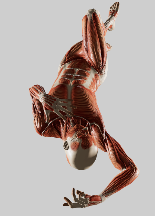 the image presents a detailed 3d rendering of the human muscular system. the figure is depicted upside down, seemingly in motion or midfall, showcasing various muscles in a dynamic pose. the anatomical details are highly realistic, highlighting the intricate network of muscles throughout the body. the background is a simple, neutral grey, allowing the figure to stand out prominently. the color scheme mainly uses shades of red and brown to represent the muscles, contrasting with the light beige of the underlying structure and the grey backdrop.  the overall impression is one of scientific accuracy and artistic representation of human anatomy.