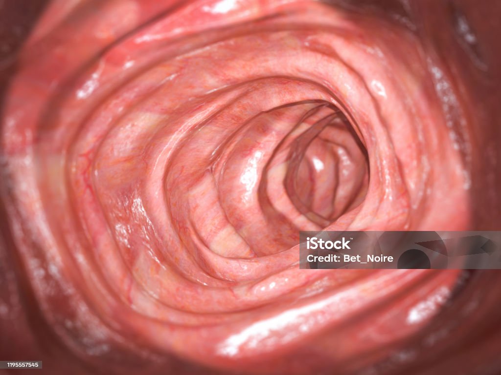 a closeup 3d illustration of the lining of the human small intestine.  the intricate folds and villi of the mucosa can be clearly seen.  this image provides a detailed look at the structure of the small intestine, which is responsible for absorbing nutrients from food.