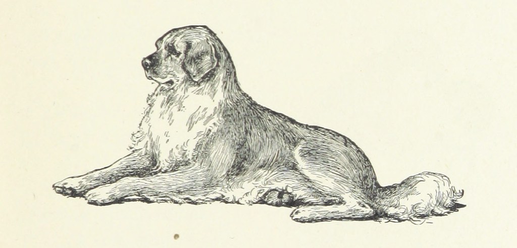 the image is a black and white sketch of a large dog, likely a saint bernard or similar breed, lying down and facing to the left. the dog's expression is serene and its tail is curled slightly.