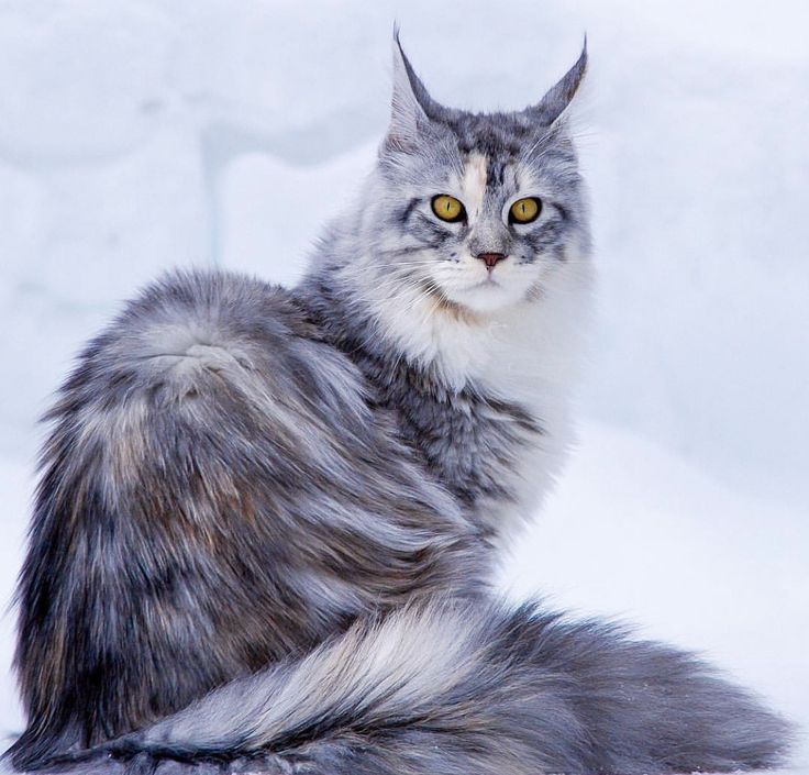 a grey and white maine coon cat with long, fluffy fur sits in the snow and stares at the camera. the cat has yellow eyes and a white patch on its chest. the snow is white and fluffy, and the background is blurred.