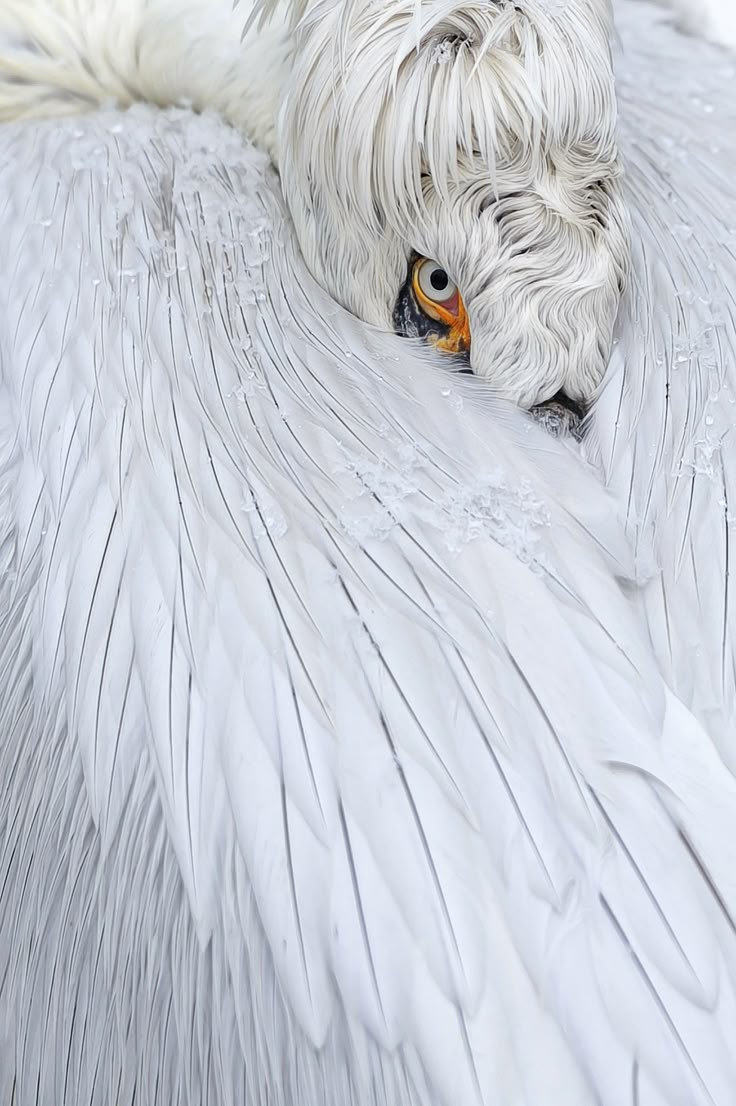 the image shows a closeup portrait of a white pelican with its head curled into its body. the bird's white feathers are prominently displayed, with fine lines and textures visible. the pelican's eye is open, revealing an orangeyellow iris. part of its beak is also visible. the bird appears to be sleeping or resting comfortably with its head tucked into its feathers.
