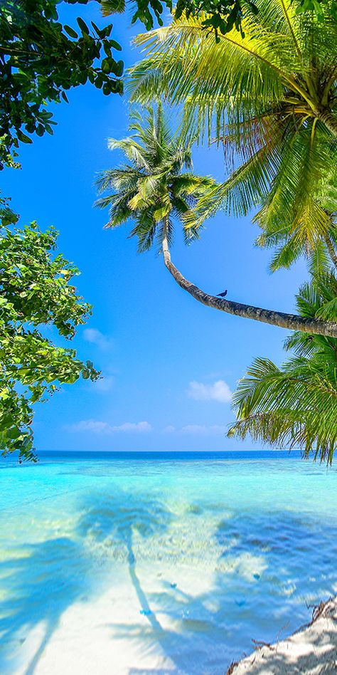 the image showcases a beautiful tropical beach with white sand and crystal clear turquoise water. lush green palm trees frame the view, their leaves swaying gently in the breeze. the bright blue sky is dotted with a few fluffy white clouds, creating a pictureperfect scene of paradise.
