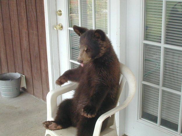 a black bear cub sits on a white chair on a porch. the bear cub is looking out the window with its tongue sticking out. the bear cub is very small and appears to be very young. it is sitting on a white plastic chair. the porch has a wooden door and a window to the right of the chair.