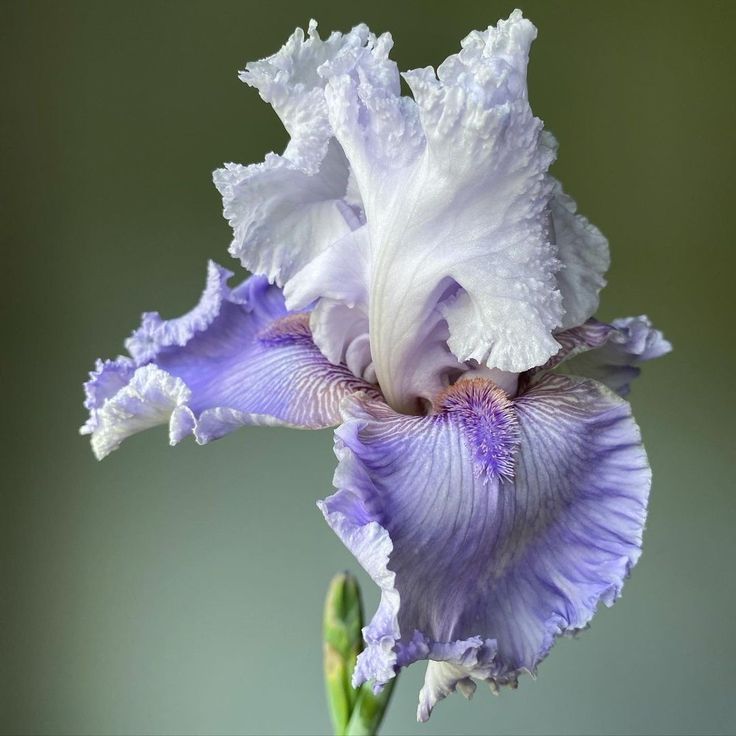 a closeup shot of a purple and white iris flower in full bloom, showcasing its ruffled petals and delicate details. the background is a soft, muted green.