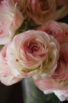 a closeup shot of a bouquet of delicate ranunculus flowers. the petals are a mix of soft pink and white, creating a romantic and elegant feel. the soft lighting enhances the delicate beauty of the blooms.