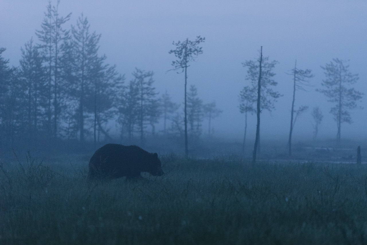 a black bear walks through a foggy forest in the early morning. the bear is silhouetted against the mist, giving it a ghostly appearance. the trees in the background are also obscured by the fog, creating a sense of mystery and depth. the scene is both beautiful and eerie, with the bear seemingly disappearing into the mist. the image is a perfect representation of the wild and unpredictable nature of the canadian wilderness.