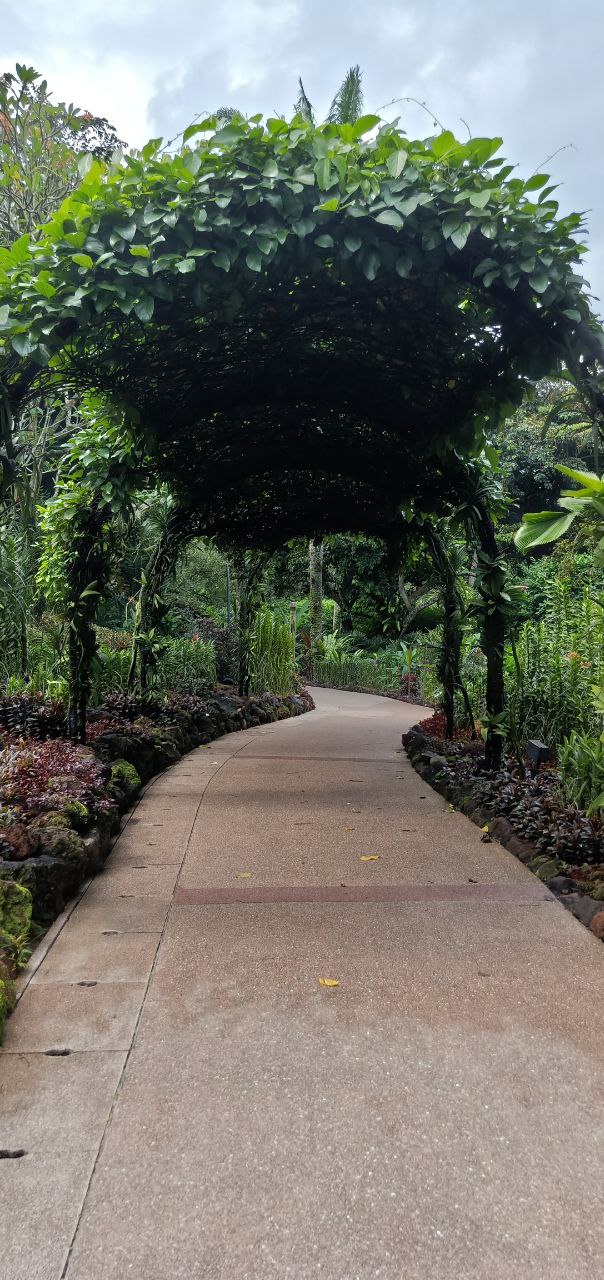 this is an image of a concrete path that winds through a lush, tropical garden. the path is lined with green plants and foliage, with trees arching over the walkway. the path leads through a small archway of foliage.  sunlight filters through the leaves, creating a dappled light effect. the entire image is set in an outdoor setting.
