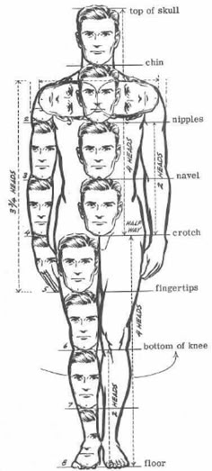 the image is an illustration of a male figure with the various proportions of the body marked out with lines and labels. it shows the different sections of the body in relation to the height of the head.  the head is used as a unit of measurement for the rest of the body.  the image is a helpful tool for artists and anyone interested in learning about human proportions.