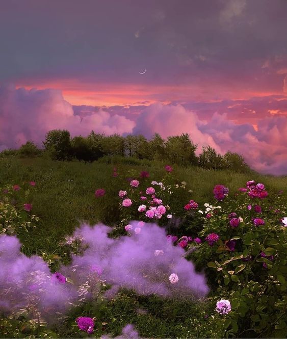 a field of pink roses in bloom on a hillside as the sun sets. there is purple haze amongst the flowers and clouds in the sky. a crescent moon is visible in the distance.