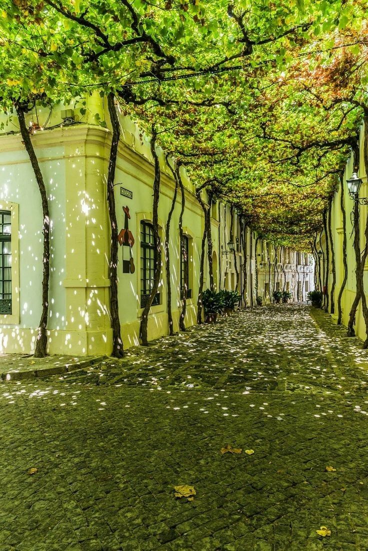 this image features a beautiful alleyway covered in lush greenery. the alley is formed by old buildings on either side, with vines and plants trained to create a leafy canopy overhead. the ground is paved with cobblestones, adding to the charm of the scene. sunlight filters through the leaves, casting dappled shadows on the ground and buildings, enhancing the depth and texture of the image.