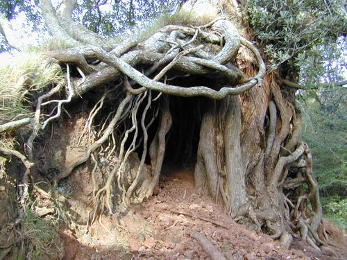 a large old tree with exposed roots creating a hollow area underneath the base of the tree.  the ground is covered in dirt, leaves, and branches.  the tree is located in a forest.
