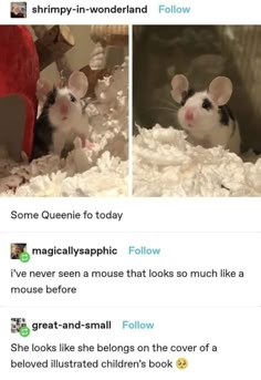 two images of a white and black mouse with big eyes, the mouse is sitting on fluffy white material. the image is a post on a social media site with multiple comments on it. the comments all say how cute the mouse looks and how it looks like it belongs on the cover of a children's book.
