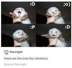 this image is a meme about ferrets. it shows four pictures of ferrets, each with a different expression. the meme suggests that these are the only four emotions that ferrets can feel: "o" (surprised), ":)" (smiling), "p" (confused), and ":d" (excited). the meme is meant to be humorous and lighthearted, and it highlights the cute and quirky nature of ferrets.