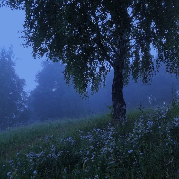 a lone birch tree stands in a field of grass and wildflowers, shrouded in a bluetinged fog. the scene is bathed in the soft, ethereal light of twilight, creating a sense of peace and tranquility. the dense fog obscures the background, emphasizing the solitary beauty of the tree.