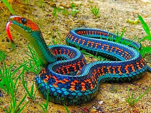 a closeup of a colorful eastern garter snake, with its forked tongue extended, coiled on the ground in a garden.  the snake's scales are a vibrant blue, green, red, orange, black, and yellow, creating a striking and beautiful pattern.  it is a venomous species of snake but does not pose a threat to humans.