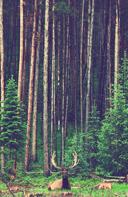 a large bull elk with antlers is lying down in a pine forest and resting. the forest is filled with tall trees that create shadows on the ground. the scene is peaceful and serene.