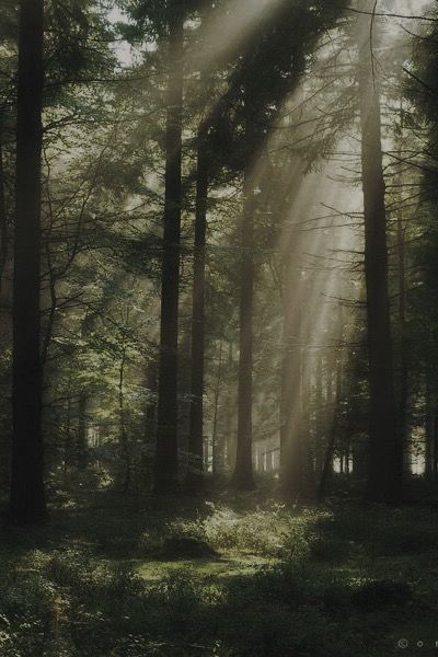 the image shows a forest with tall trees on either side. the trees are mainly dark in color, indicating dense foliage. sunlight is beaming through the trees in a diagonal pattern from the top right corner, illuminating a path in the forest. this creates a sense of depth and draws the viewer's eye towards the light. the overall atmosphere of the image is serene and peaceful, with a touch of mystery.
