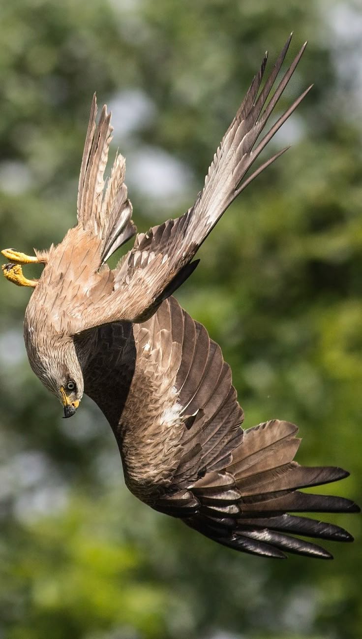 a brown hawk is diving towards the ground with its wings outstretched and talons extended, set against a blurred green background of trees.