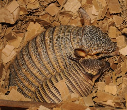 a curledup armadillo is sleeping in a bed of wood chips. its protective shell is on full display, showcasing the intricate patterns and scales. the warm, earthy tones of the image highlight the armadillo's natural camouflage.