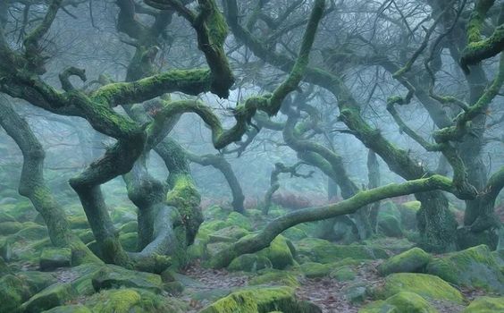 the image showcases a mystical forest scene with gnarled, mosscovered trees. the trees are predominantly green and brown, with their branches twisting and turning in intricate patterns. the soft, diffused lighting creates a sense of enchantment and mystery. the image evokes a feeling of tranquility and wonder, transporting the viewer to a magical and ancient woodland.