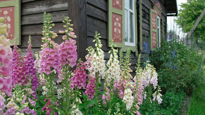 a vibrant closeup captures a profusion of foxglove flowers in varying shades of pink and white, thriving in a lush garden setting.  the flowers are prominently featured in the foreground, while a charming rustic wooden house with painted shutters forms a picturesque backdrop. the scene evokes a sense of tranquility and natural beauty, characteristic of a cottage garden. various other green plants and blue flowers add depth to the composition, creating a visually appealing display.