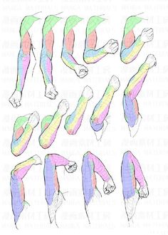 the image presents a collection of anatomical drawings focusing on arm muscles and hand positions. drawn in a stylized and simplified manner, the illustrations showcase various arm angles, bends, and hand gestures. different muscle groups are highlighted with pastel colors, aiding in understanding their forms and interactions during movement.