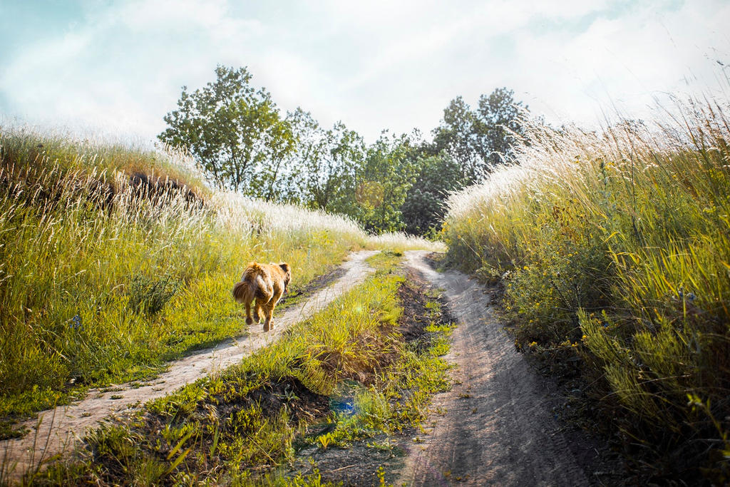 a brown dog is walking away from the camera on a dirt path. the path is surrounded by tall grass and trees. the sky is bright and sunny.