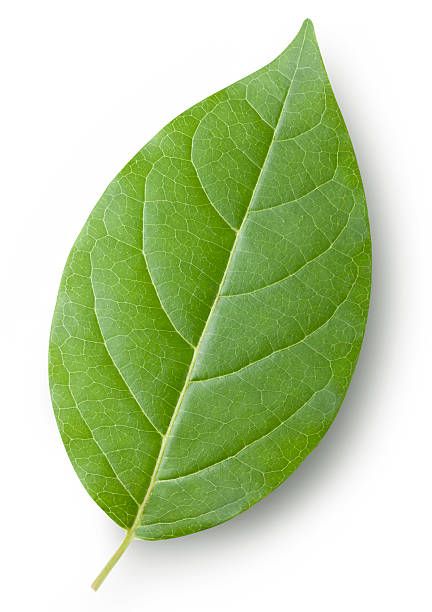 a closeup image of a single green leaf, isolated on a white background. the leaf has visible veins and a smooth texture. the leaf is slightly curled at the edges.