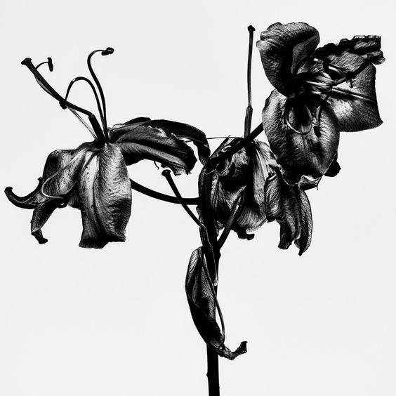 the image is a black and white photograph of a wilting lily. the flower is in sharp focus, and the background is white. the lighting is high contrast, which emphasizes the texture of the petals. the image evokes a sense of decay and death, but also of beauty and fragility.