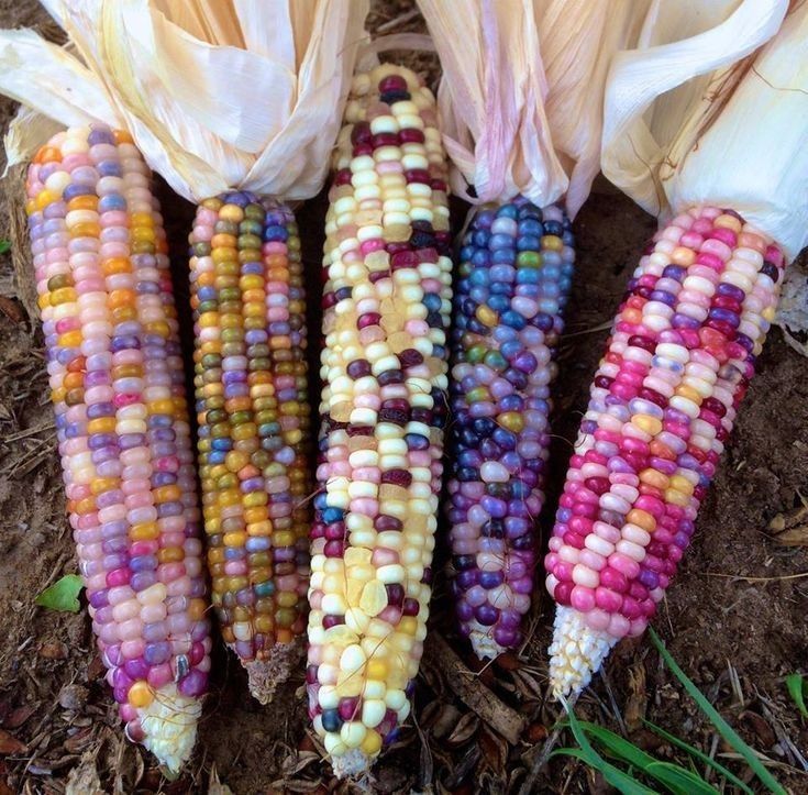 a closeup photo showcases five ears of vibrant glass gem corn, each boasting a unique combination of multicolored kernels in hues of pink, purple, blue, yellow, and white, all set against a backdrop of earthy soil. the corns still retain their pale, papery husks, adding to their natural appeal.