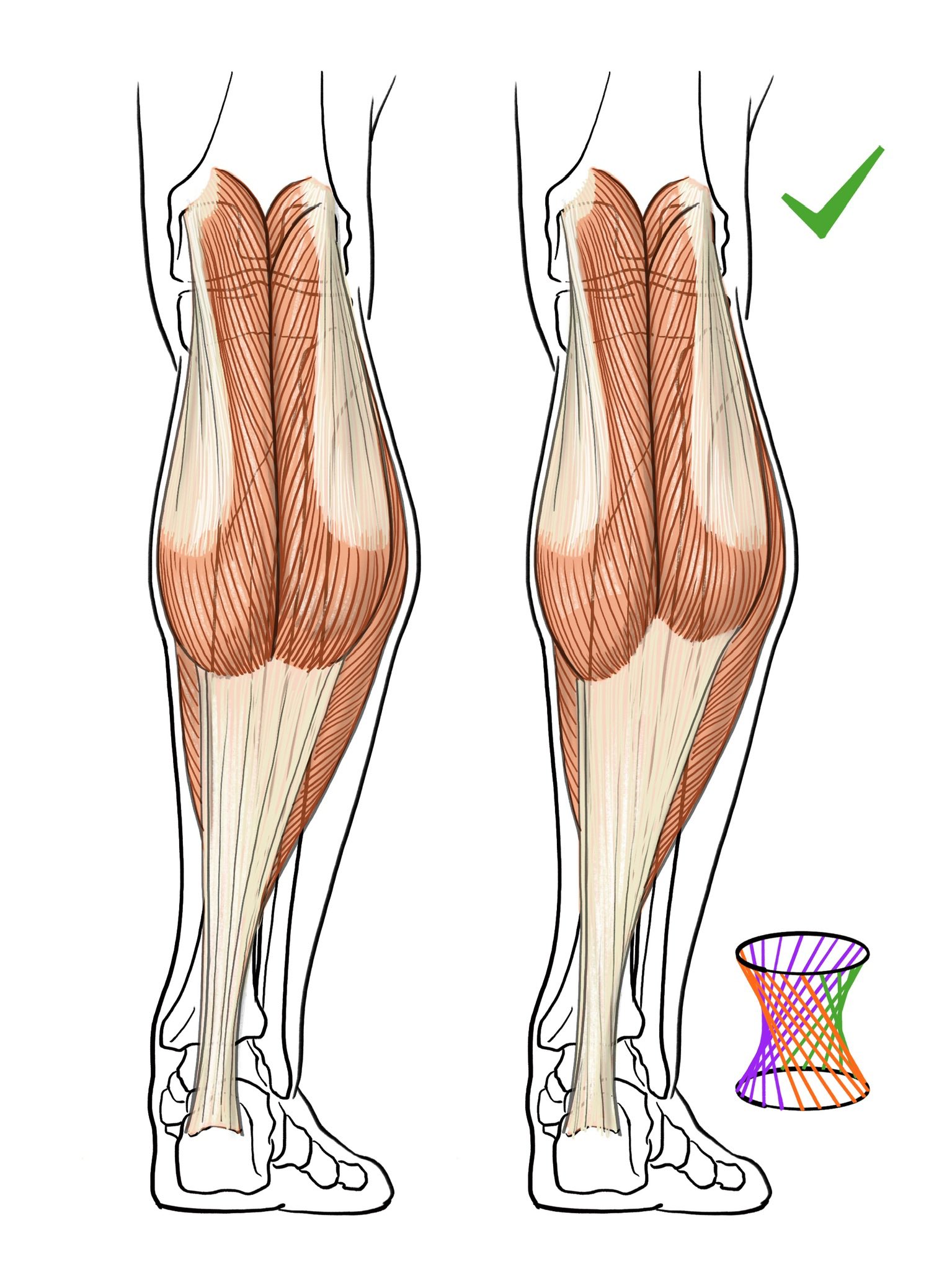 the image is a comparative anatomical illustration of the calf muscles in the human leg. two views of the posterior lower leg are shown.  the left leg depicts the calf muscles in a slightly externally rotated position, which is marked as incorrect (implied by the lack of a checkmark). the right leg shows the calf muscles aligned more properly with the ankles, marked with a green checkmark.  a stylized diagram of intersecting lines, resembling a twisted hourglass or torus, is placed near the right leg to possibly illustrate the proper biomechanical orientation or rotation of the leg muscles.  the bone structure of the leg and feet is outlined to show the anatomical context of the muscle groups. the illustration aims to demonstrate the correct and incorrect alignment of the calf muscles and how this can affect the overall posture and alignment of the lower leg.