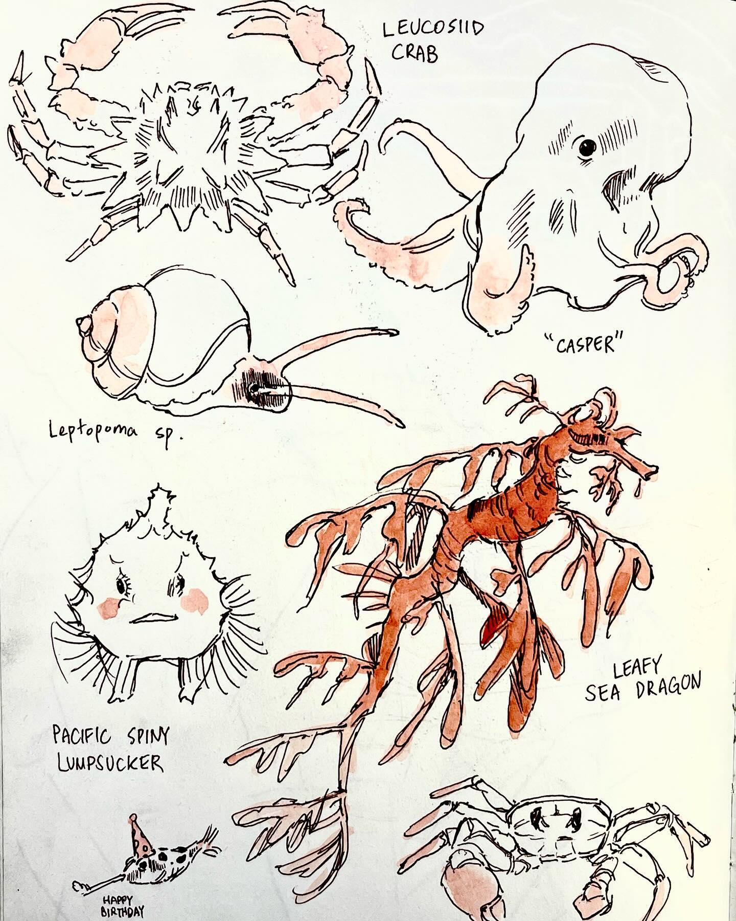 a drawing of various sea creatures including crab, octopus, sea snail, fish, and sea dragon. each sea creature is labeled with its name.  the drawing is in black, orange, and pink on white background.