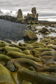 the image shows a rocky beach with basalt columns in iceland. the beach has black sand and a large rock formation called hvítserkur can be seen in the distance. the foreground features interesting rock formations covered in algae or moss. the sky is cloudy and overcast.