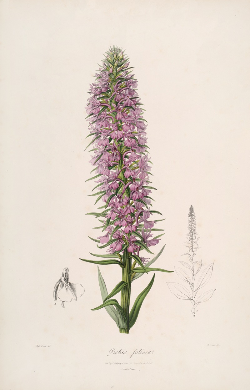 the image is a botanical illustration of an orchid plant, specifically the orchis foliosa. the main subject is a tall stalk covered in purplepink flowers and green leaves, depicted in detail. to the left of the main plant is a detailed drawing of a single flower, while to the right is a sketch of the entire plant. the artwork is on a pale background, giving it a vintage, scientific illustration appearance.